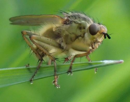 Réf. 203 228 : Scathophaga stercoraria